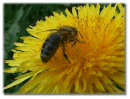 Ape sui fiori di Tarassaco